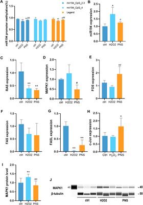 Panax notoginseng Saponins Alleviate Coronary Artery Disease Through Hypermethylation of the miR-194-MAPK Pathway